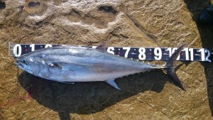 コシナガマグロ (英：Longtail Tuna)